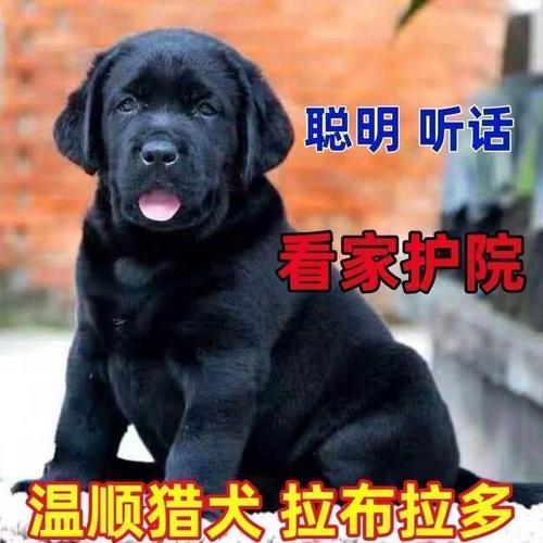 纯种拉布拉多幼犬奶白色黑色拉布拉多导盲犬神犬小七活体宠物狗狗