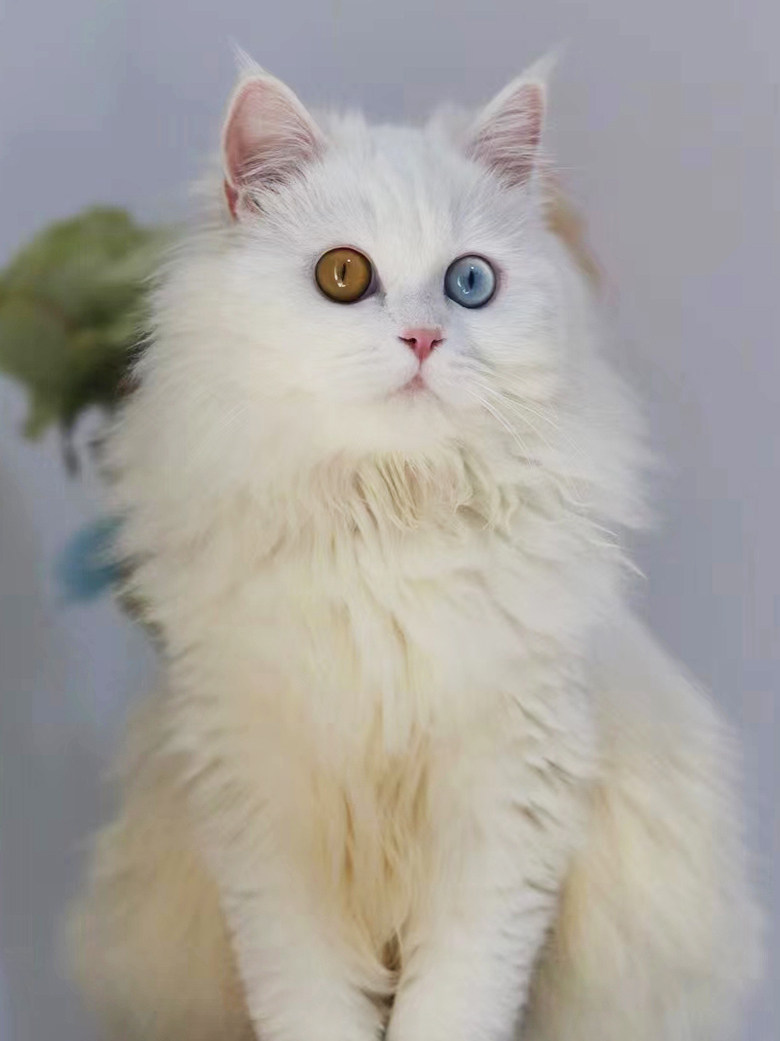 蓝眼纯白异瞳鸳鸯眼狮子猫奶牛猫森林猫田园猫幼猫咪不掉毛抓老鼠