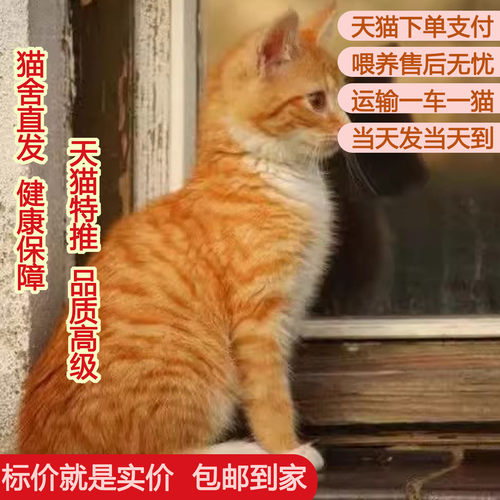 中华田园猫幼崽胖小家粘