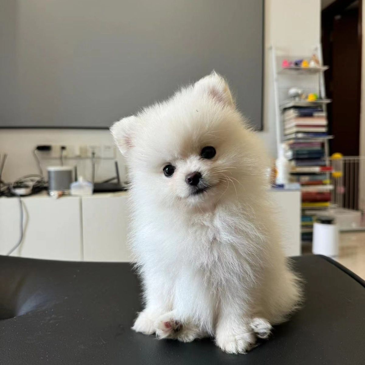 博美幼犬宠物狗狗纯种博美犬球型俊介纯种白色博美袖珍小狗幼崽犬