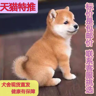 日本柴犬混血短毛狗秋田犬赤柴黑豆小狗狗狗崽活体家庭活超萌学生