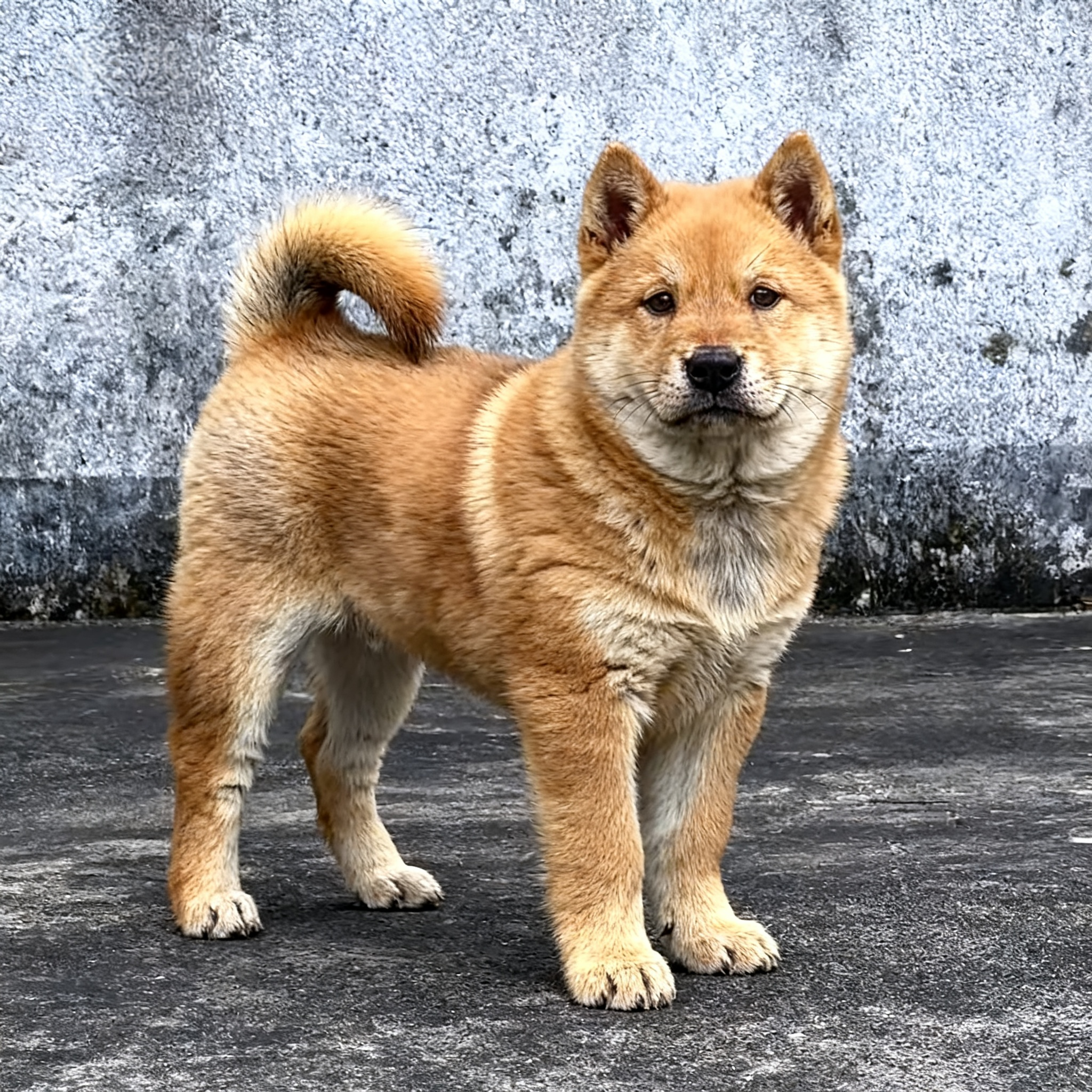 白面活体家养霸气正宗大犬狗小狗