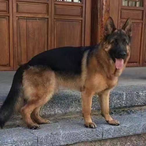 纯种德牧幼犬德牧平背活体大型犬德牧幼犬纯种德牧看家护院德牧犬