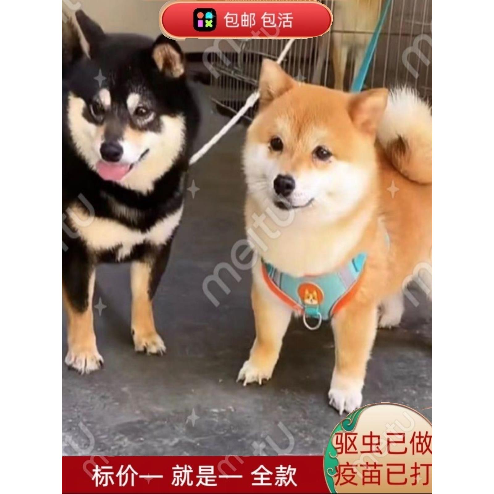 柴犬幼犬超萌小柴犬幼崽秋田犬活物黑柴赤柴白柴犬豆柴幼犬宠物狗