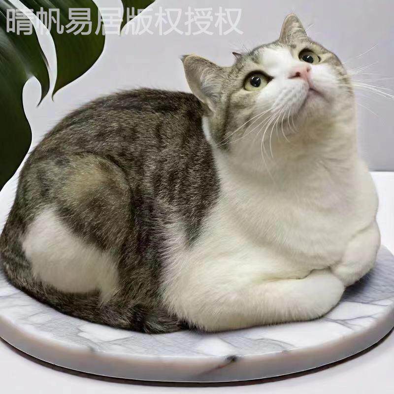 中华田园猫三花猫花猫幼崽狸花猫狸白猫橘白猫橘猫活体可爱便宜猫