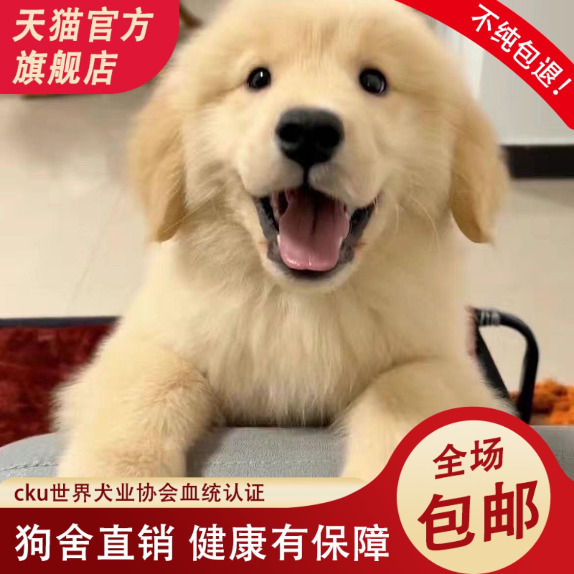 纯种金毛幼犬大骨架沙滩金毛双血统金毛枫叶红高智商导盲犬宠物狗