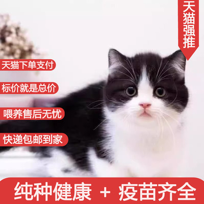 中华田园猫活物花的梨便