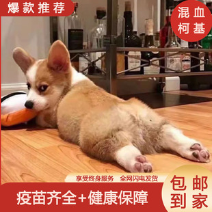 柯基幼犬混血家庭家养宠物狗狗狗便宜可爱活物短毛超萌便宜狗狗