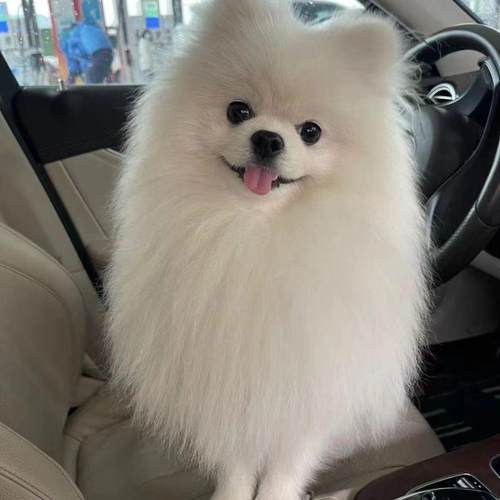 博美幼犬迷你学生版家养长不大狗狗活泼小体帅气白色真狗听话袖珍