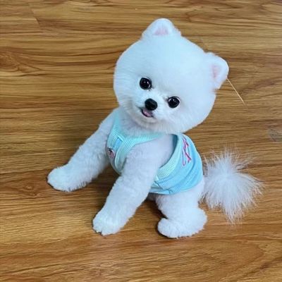 博美幼犬纯种茶杯犬博美活体茶杯泰迪狗比熊犬小狗幼犬活物宠物狗