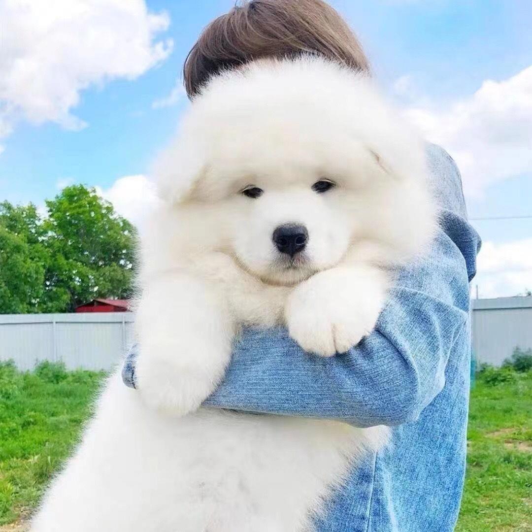 纯种熊版微笑天使萨摩耶幼犬活体纯白色成犬蓝白中华超萌整套小白