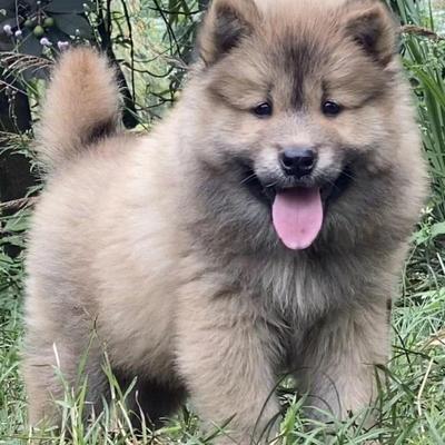 土松幼犬可爱活体健康家养中华田园犬全白看家狗包活广西土猎犬狗