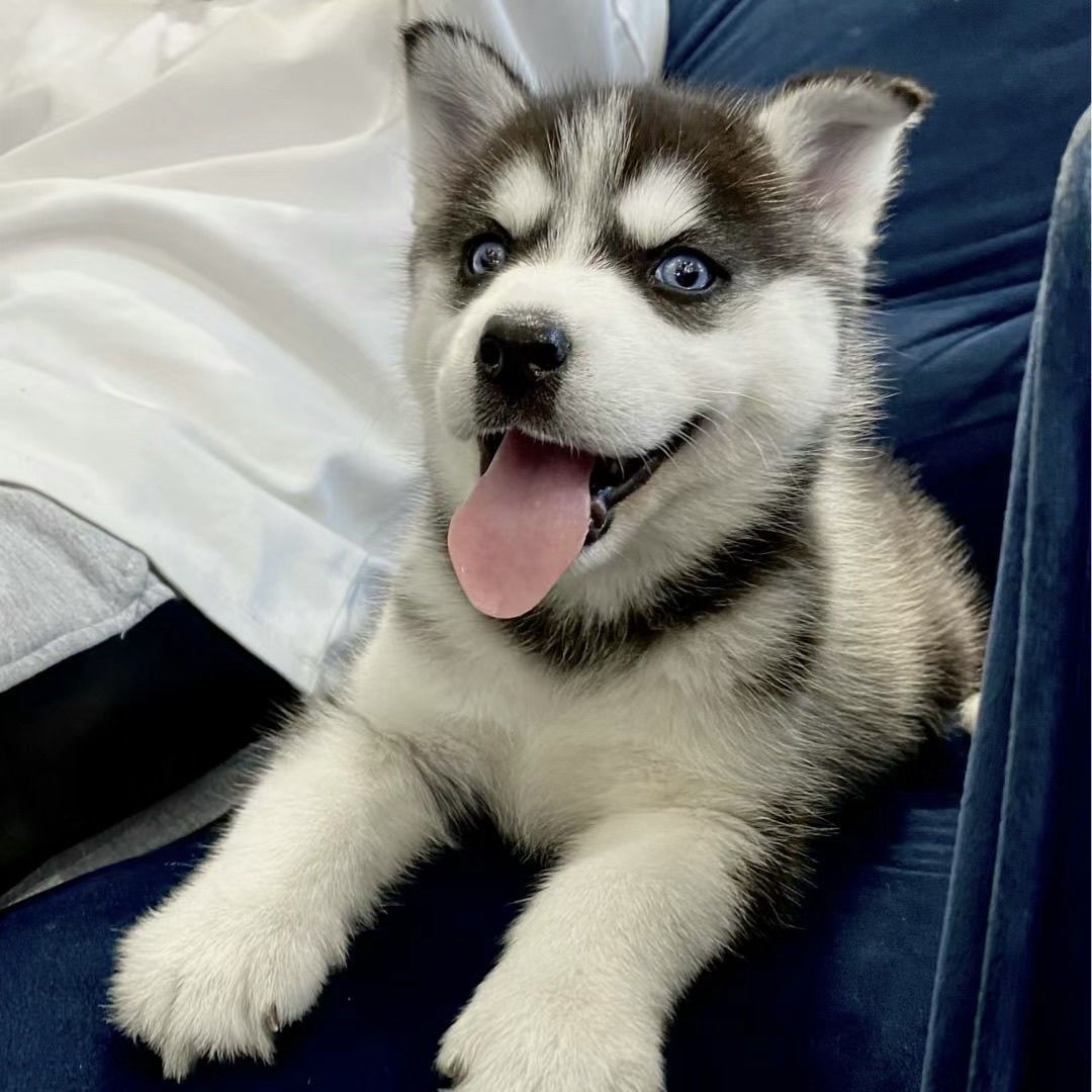 纯种哈士奇幼犬网红两个月狗崽家养小狗活体双蓝眼正宗活体幼崽狗