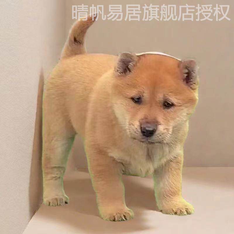 纯黑狗全黑幼犬中华田园犬小花狗幼崽看家护院大笨狗土狗活体活物