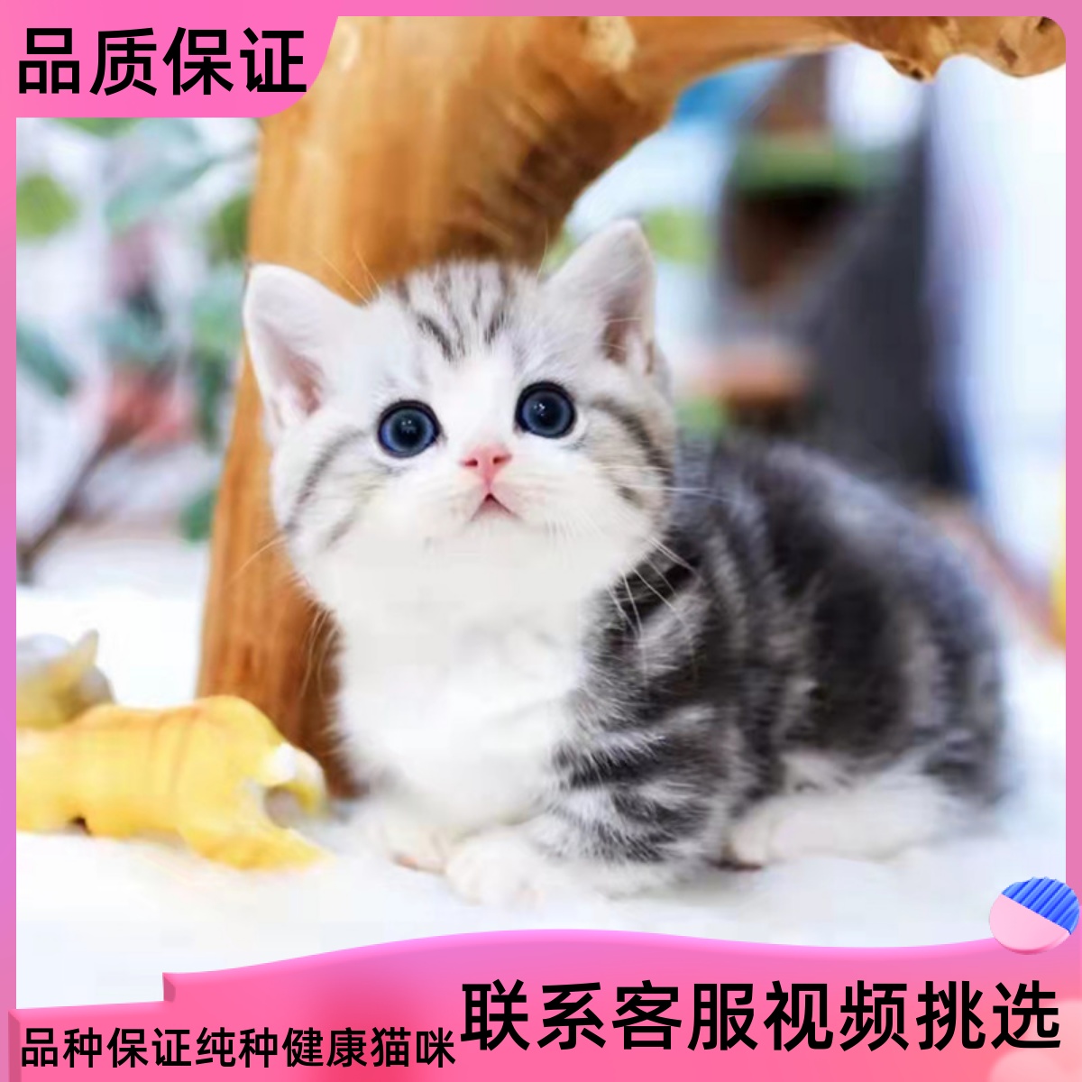 纯种美短猫活体虎斑猫矮脚猫折耳小猫活物宠物猫咪美短加白起司猫