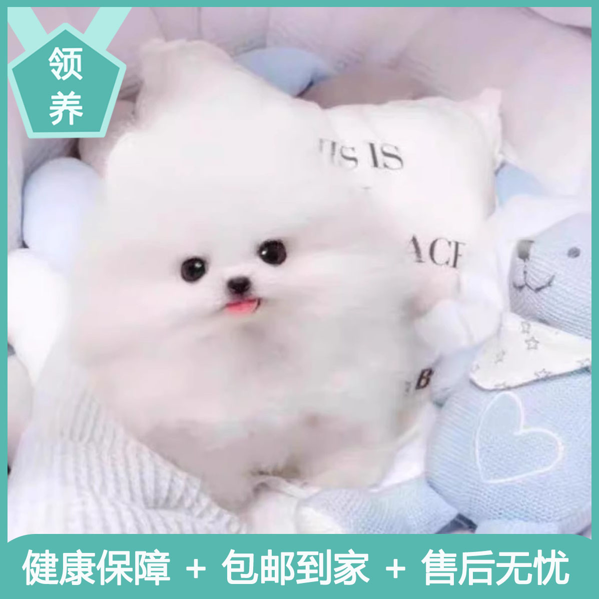 纯种博美幼犬白便宜长不大色小体