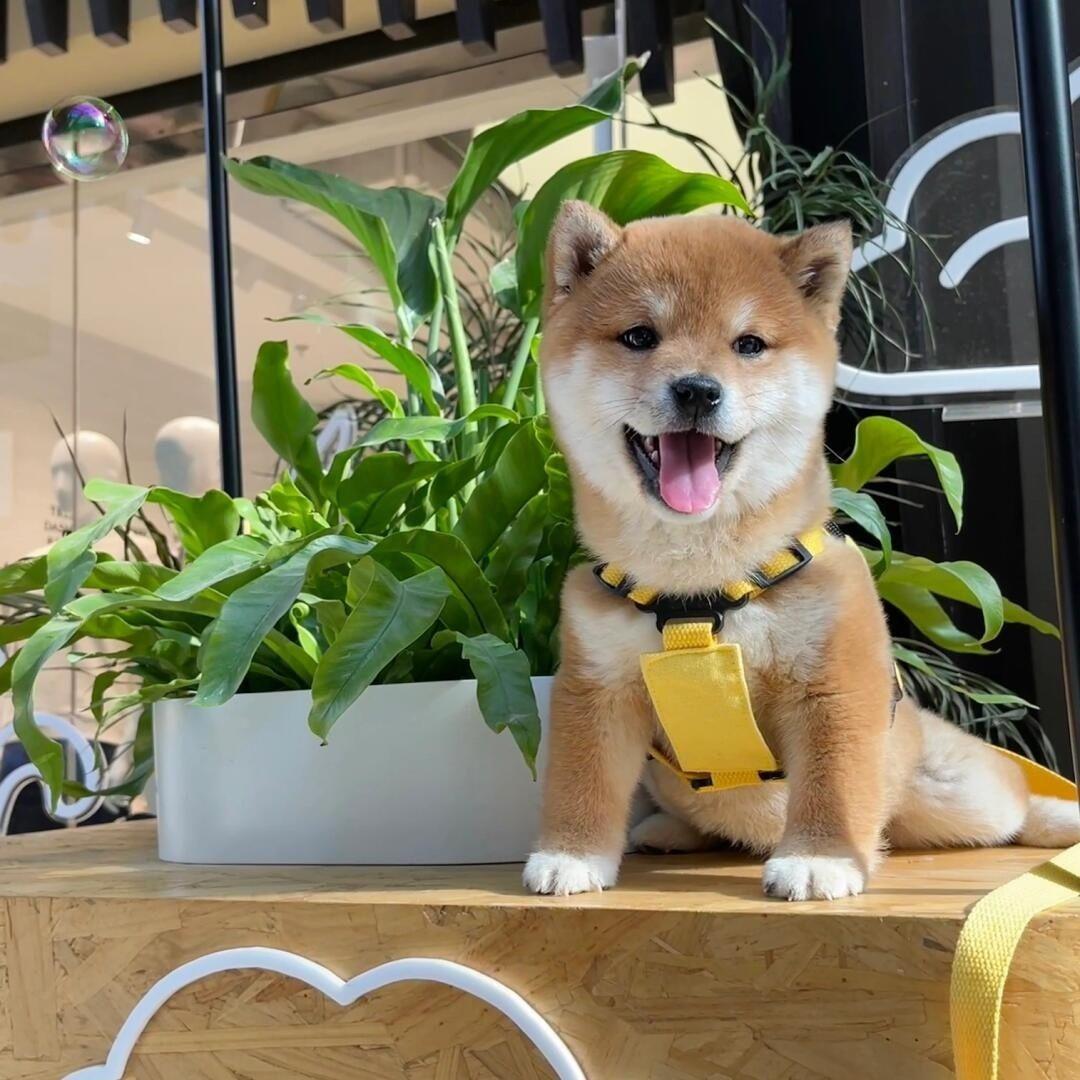 柴犬幼犬长不大小日本便宜精品真狗超萌伴侣犬赤柴狗秋田犬活泼狗