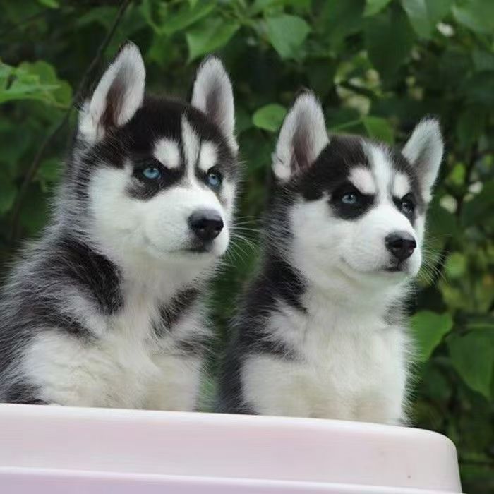 纯种哈士奇活体幼犬双血统三把火雪橇犬双蓝眼二哈狗家养宠物狗狗