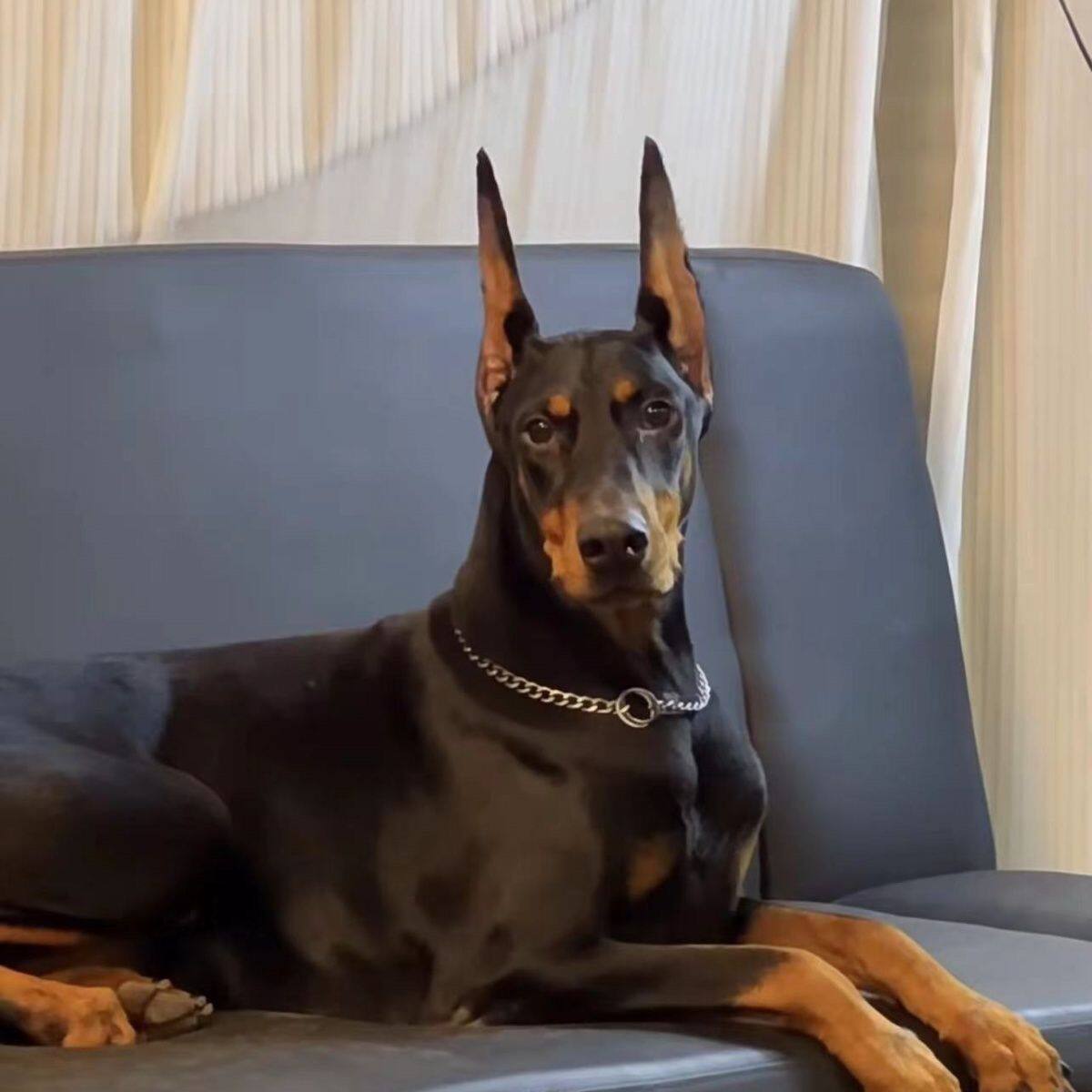 杜宾幼犬纯种德系赛级双血统杜宾小幼崽正宗大型护卫犬宠物狗看家