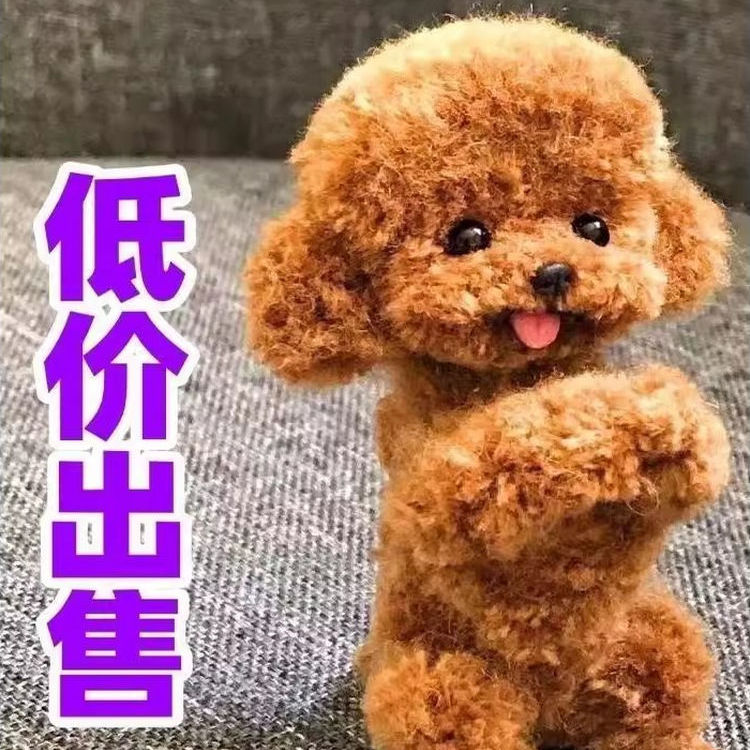 泰迪幼犬狗便宜黑色幼崽超萌活物小型犬可爱家庭犬长不大家养小体