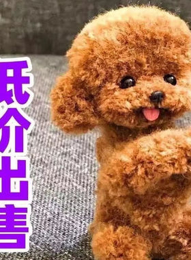 泰迪幼犬狗便宜黑色幼崽超萌活物小型犬可爱家庭犬长不大家养小体