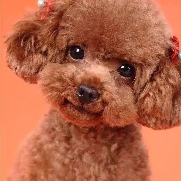 泰迪幼犬棕狗便宜可爱幼崽长不大超萌活物宠物小体棕色狗网红精品