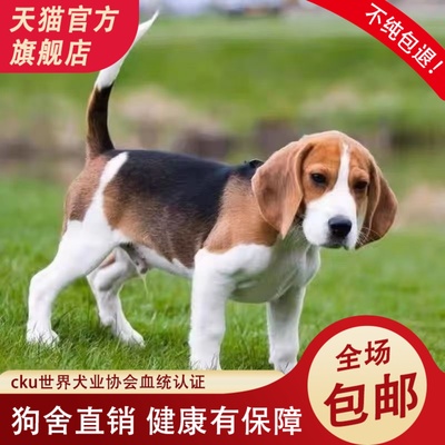 纯种比格犬搜救犬幼犬纯种宠物狗便宜活活物户外犬家庭伴侣犬适合