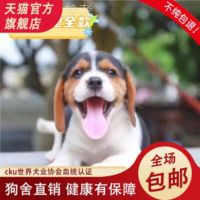 纯种比格犬幼犬大耳朵狗活体比格幼崽比格犬猎兔犬米格鲁犬宠物狗