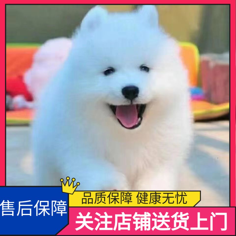 萨摩耶幼犬便宜活的崽微