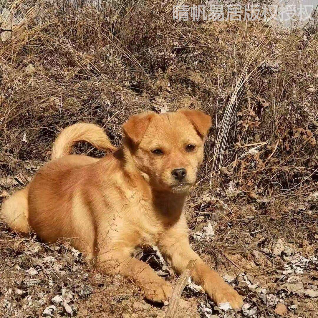 看家护院大黄狗幼犬中华田园犬土猎犬可爱温顺忠诚护主短毛不掉毛