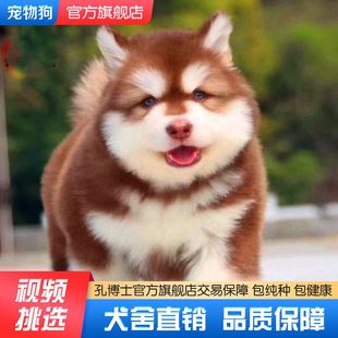 纯种阿拉斯加犬巨型犬大骨架熊版 雪橇犬小狗真狗 阿拉斯加幼犬狼版