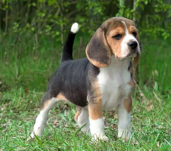 比格犬幼犬大耳朵纯种巴吉度犬活体幼崽狗狗猎兔犬米格鲁犬宠物狗