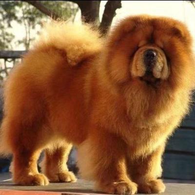 土松幼犬猎狗家养狮子狗包邮不掉毛中华田园犬狗温顺看家狗狩萌宠