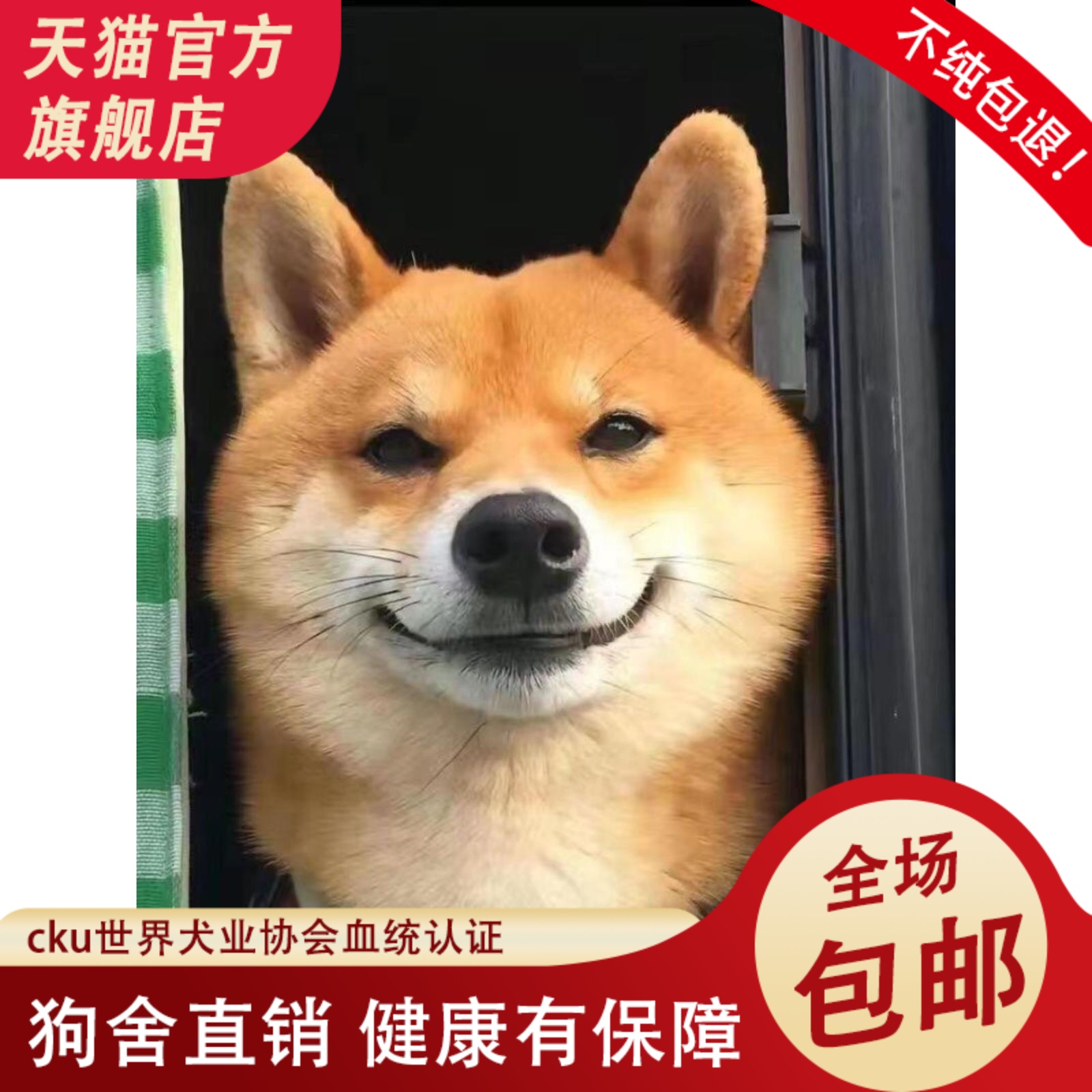 双血统纯种柴犬幼崽宠物狗秋田犬可爱小型犬正宗小豆柴犬幼宠帅气