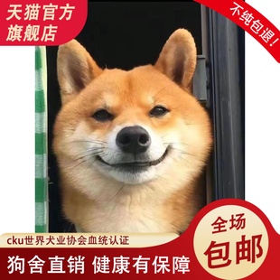 双血统纯种柴犬幼崽宠物狗秋田犬可爱小型犬正宗小豆柴犬幼宠帅气