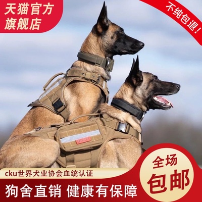 马犬纯种幼犬双血统比利时牧羊犬警犬活体狗狗双血统赛级马犬种公