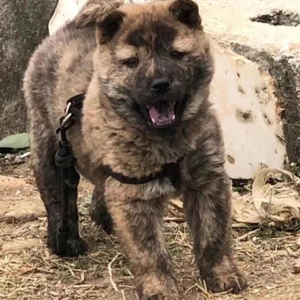 虎斑犬中华田园犬土狗正宗土狗活物虎斑狗虎头土猎犬大型犬活体狗-封面