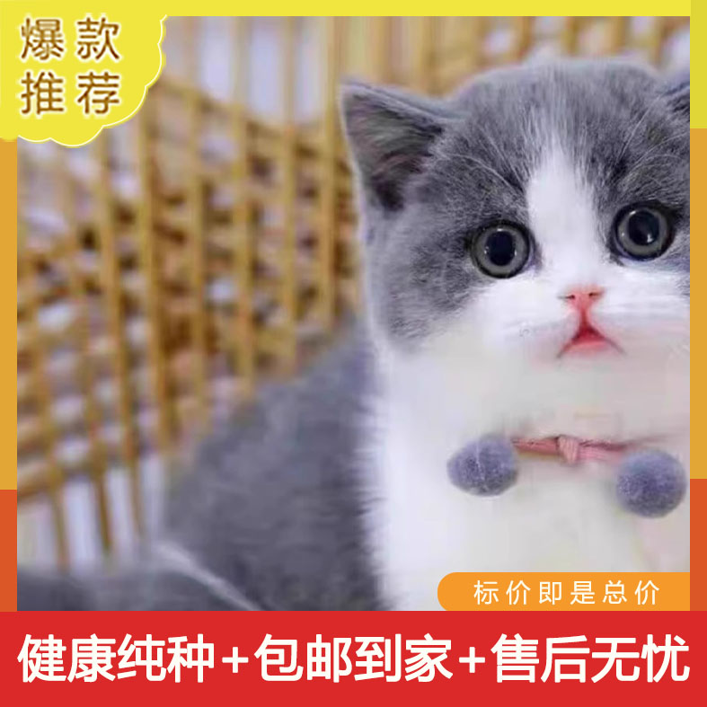 纯种英短蓝白正八猫咪短毛猫小奶猫猫五粉活体宠物猫幼猫开脸幼崽