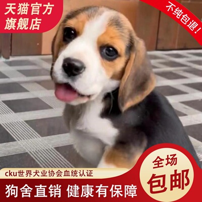 比格犬纯种活体比格幼犬米格鲁犬短毛猎兔犬大耳朵巴吉度史努比犬
