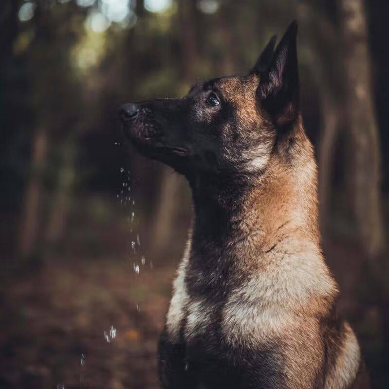 混血看家马犬幼犬便宜非纯种精品黄小马犬活物看家狗护卫犬家养狗