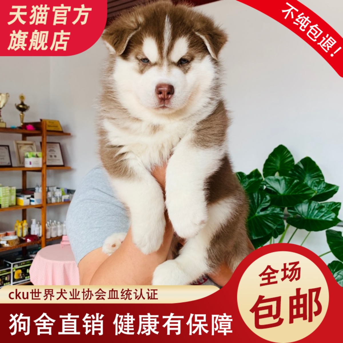 纯种哈士奇幼犬三把火双蓝眼二哈幼犬雪橇犬家养宠物小狗狗活幼体