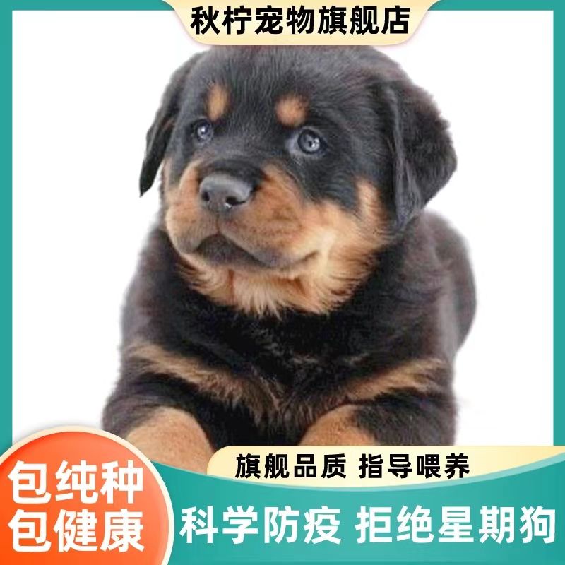 罗威纳幼犬纯种双血统德