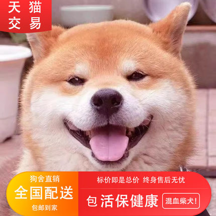 柴犬混血宠物狗活泼赤色家养活体狗小型犬秋田日本小狗豆柴网红狗