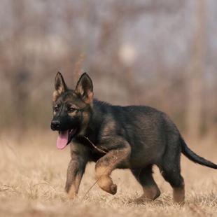 德牧幼犬放羊大狼狗狼犬平背活体好养活德国牧羊犬小军犬便宜幼崽