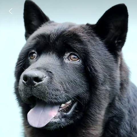 广西正宗虎头五黑犬土猎犬赶山狩猎犬看家护院犬小黑狗纯黑短毛狗 宠物/宠物食品及用品 狗狗 原图主图