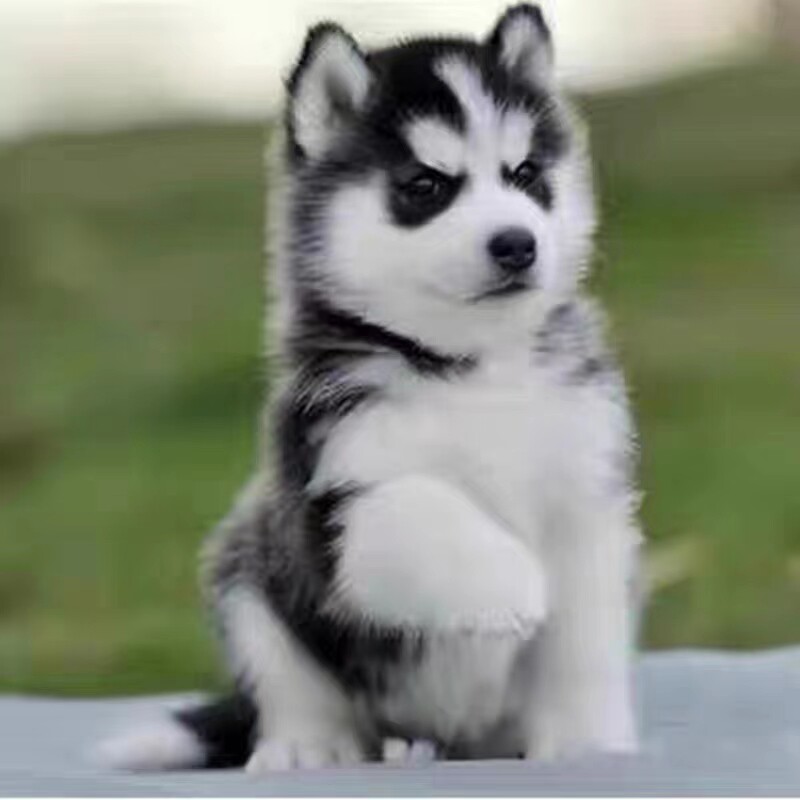 哈士奇幼犬中型犬三把火蓝眼睛雪橇犬西伯利亚哈士奇宠物活体狗狗