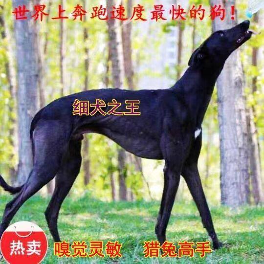 格力犬幼犬细犬灵缇犬活体意大利小灵缇惠比特细狗猎兔犬抓兔子狗