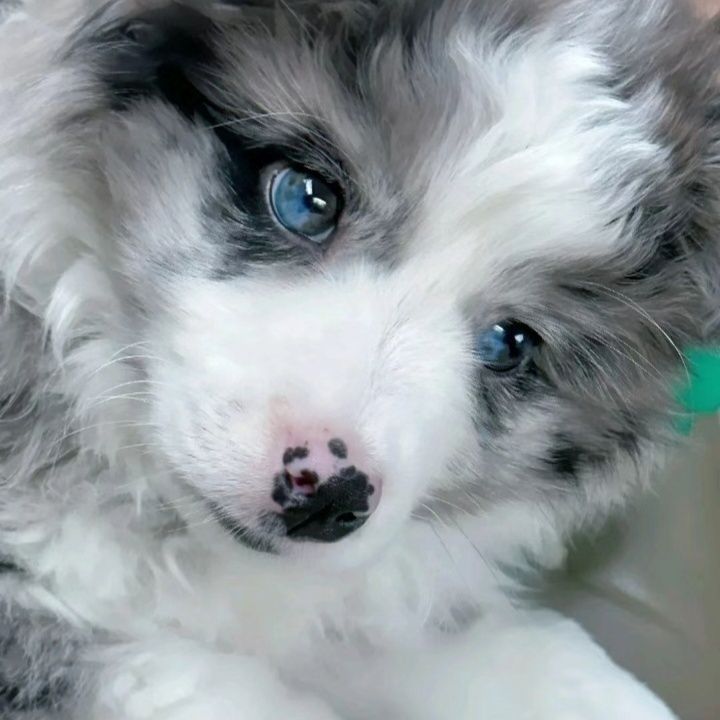 混血边牧幼犬可爱边境牧羊犬黑白双色边牧漂亮边牧家养边牧宠物狗