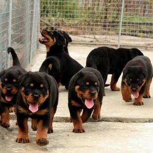 罗威纳幼犬活泼狼狗田园小狗狗可爱活体霸气家养工作犬伴侣狗活物