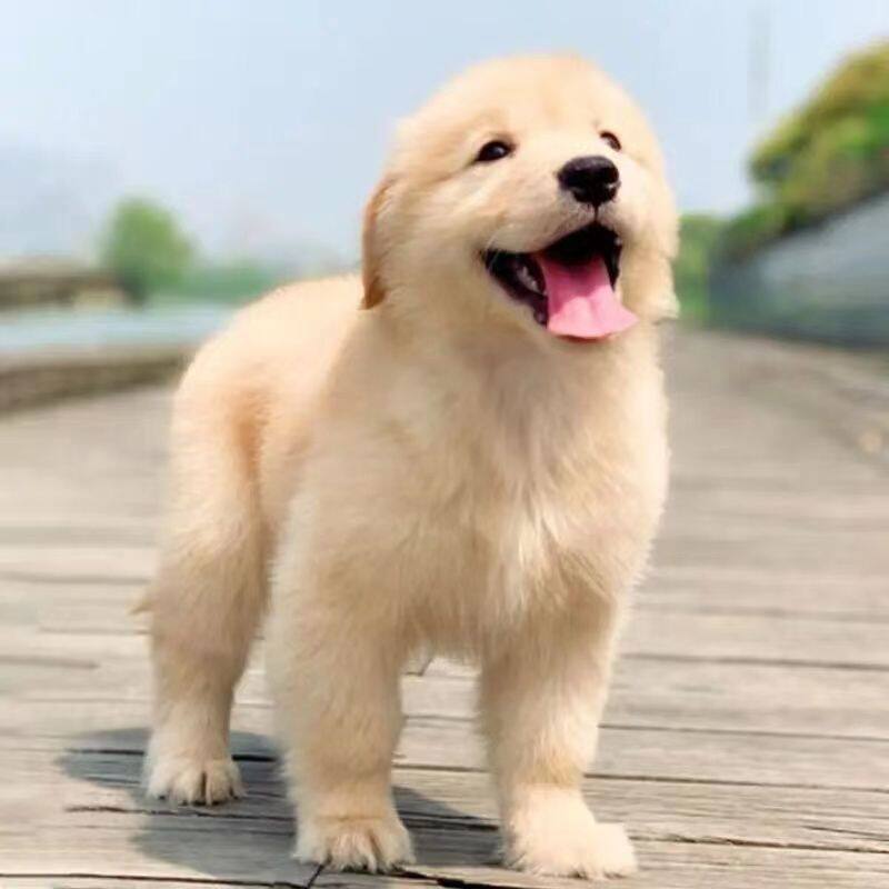 混血金毛犬幼犬宠物狗崽子活物非纯种活泼可爱真狗沙滩金大骨架狗